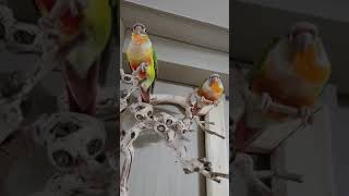 파인애플코뉴어 먹방