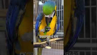 청금강앵무새 고추먹방
