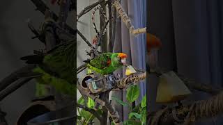  먹는  #parrot #앵무새 #반려조