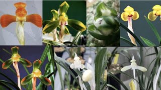 3월24일 좋은 품종 다양하게 준비했습니다