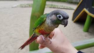 [앵무파파] 아기코뉴어 연두의 첫 비행훈련 [2018.04.22]