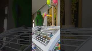 6개월 차 뉴기니아 앵무 옹알이! (뭔가 말을 하는것도…