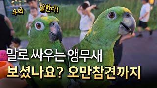 말로 싸우는 앵무새 오만 참견에 말싸움까지/ 노래하는 …