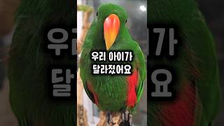 습관성 자해를 반복했던 앵무새가 이렇게 달라졌어요 #앵…