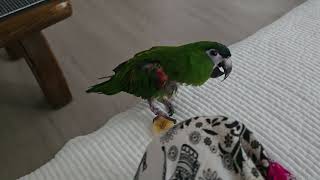 앵무새. 한스마카우. 2013년생. 13살. 말린 바나…