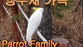 [기타] 앵무새 가족 (Parrot Family)