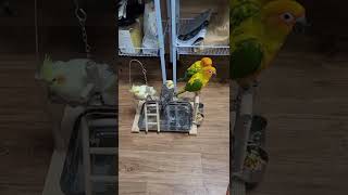 왕관앵무새 썬코뉴어