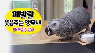 깨발랄 뿜뿜  웃음 주는 앵무새  회색앵무 잠바