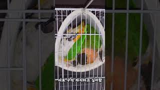 앵무새의 치열한 자리싸움