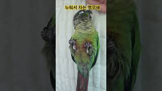 앵무새 기절?? 세상편한 앵무새