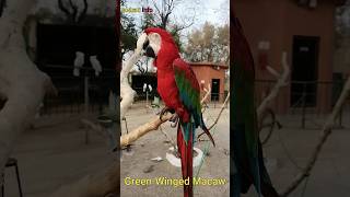 3 Amazing Facts about Green wing Macaw #shorts #pets #birds #parrot