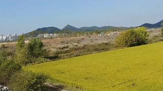 [앵무새 자유비행] 청금강시월이 세종시