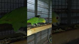 너무나 건강한 울 아마존C