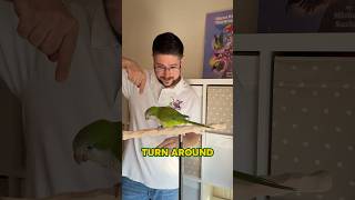 Why Teaching Quaker Parrot the Turn Around Trick is So Important!