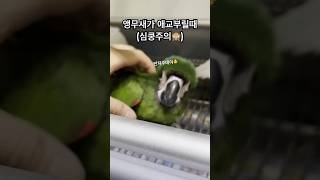 애교쟁이 앵무새 보고가세요