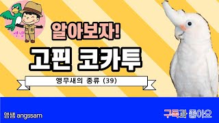 고핀코카투 (흰이마앵무)