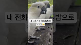 호주에 와서 처음 본 코카투 새. 이 아이들이 먹는것만…