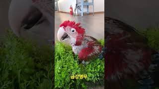 금강앵무 #shorts #금강앵무새