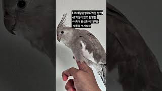 화분의 흙을 판 앵무새는 누구일까?