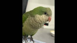 새로온 퀘이커를 소개합니다~#퀘이커앵무 #퀘둥이 #새 #앵무새브이로그