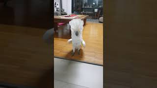 청개구리 앵무새