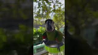 Severe macaw &amp; Hans macaw …