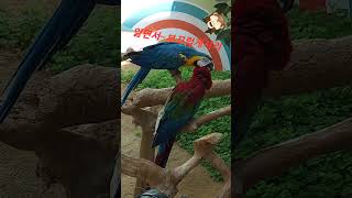 #스칼렛 마카우의 애뜻한 사랑