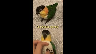 순둥이와 까칠이 비교영상 #shorts #parrot …