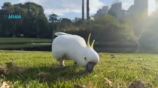 호주  야생 앵무새   코카투 ASMR