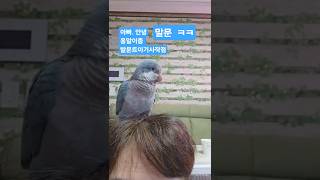 #앵무새 #블루퀘이커