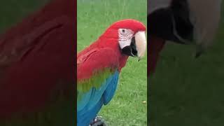 앵무새ㄷㄷ(퍼온거 아님)(중국 아님)