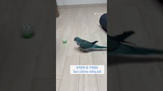 농구하는 앵무새(playing basketball) #parrot