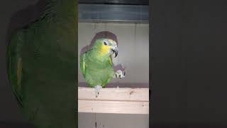 아마존과 목도리 루티노 앵무새