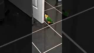 Caiques can dance don't you know 