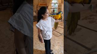 #youtubeshort #youtubeshorts #shortfeed #shortsfeed #viralshort #shortsviral #pets #tamedbird