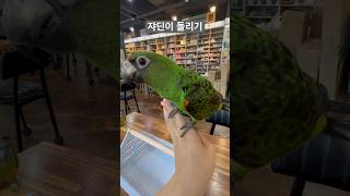 쟈딘이 돌리기 Spinning jadin parrot