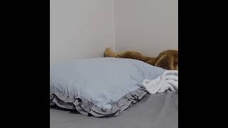 둘리~~ (검은머리카이큐)