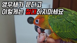 앵무새가 문다고 이렇게는 절대 하지마세요