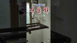 목욕하고 신나서 또 목욕하는 토르군!!!#앵무새 #코카…