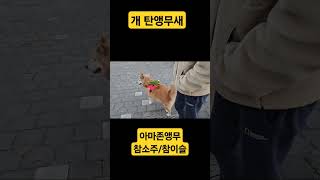 서로가 싫어하지 않으면 학대 아니죠 #아마존앵무새 #앵무새 #강아지 #노래하는앵무새 #반려동물 #반려견 #앵무새소주/이슬부부