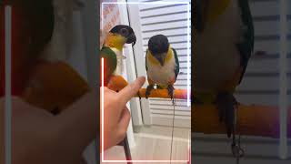 [번외] 카이큐 귀찮게 하는 영상