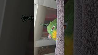 귀여운데 무서운 앵무새와 숨바꼭질하기 #앵무새 #아마존…