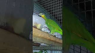 자세 나오는 울 아마존C