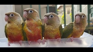 애조인 여러분!  앵무새 키우기 좀 도와 주세요 People who love birds! Help me raise parrots.  Please subscribe