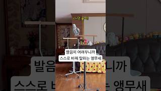 수식어가 필요없는 앵무새 #김루이