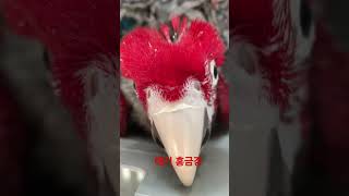 애기 홍금강~   #앵무새분양 #홍금강앵무새 #앵무새카페