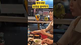앵무새 삼겹살 먹이기 #앵무새먹강 #앵무새가 육식음 #노래하는앵무새 #parrot #앵무새 #노래하는앵무새