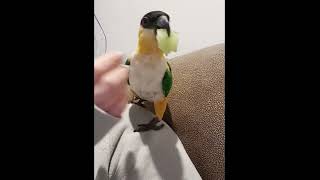 Black Headed Caique Eats A Grape | 포도 먹는 카이큐 앵무새