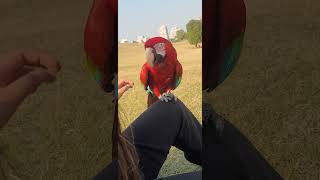 홍금강앵무새 쥔하고 정겹게 노니는 장면( 촬영 허락함에 감사)