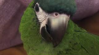 한스마카우 안녕